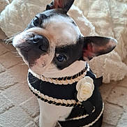 Agate a rejoint le concours — aidez-le/la à gagner de superbes lots ! dog, black_and_white, pet, costume, flower, sitting, blanket, cute, indoor, portrait, animal, fur, ears, face, small_dog, looking_up, decor, texture, comfort, adorable