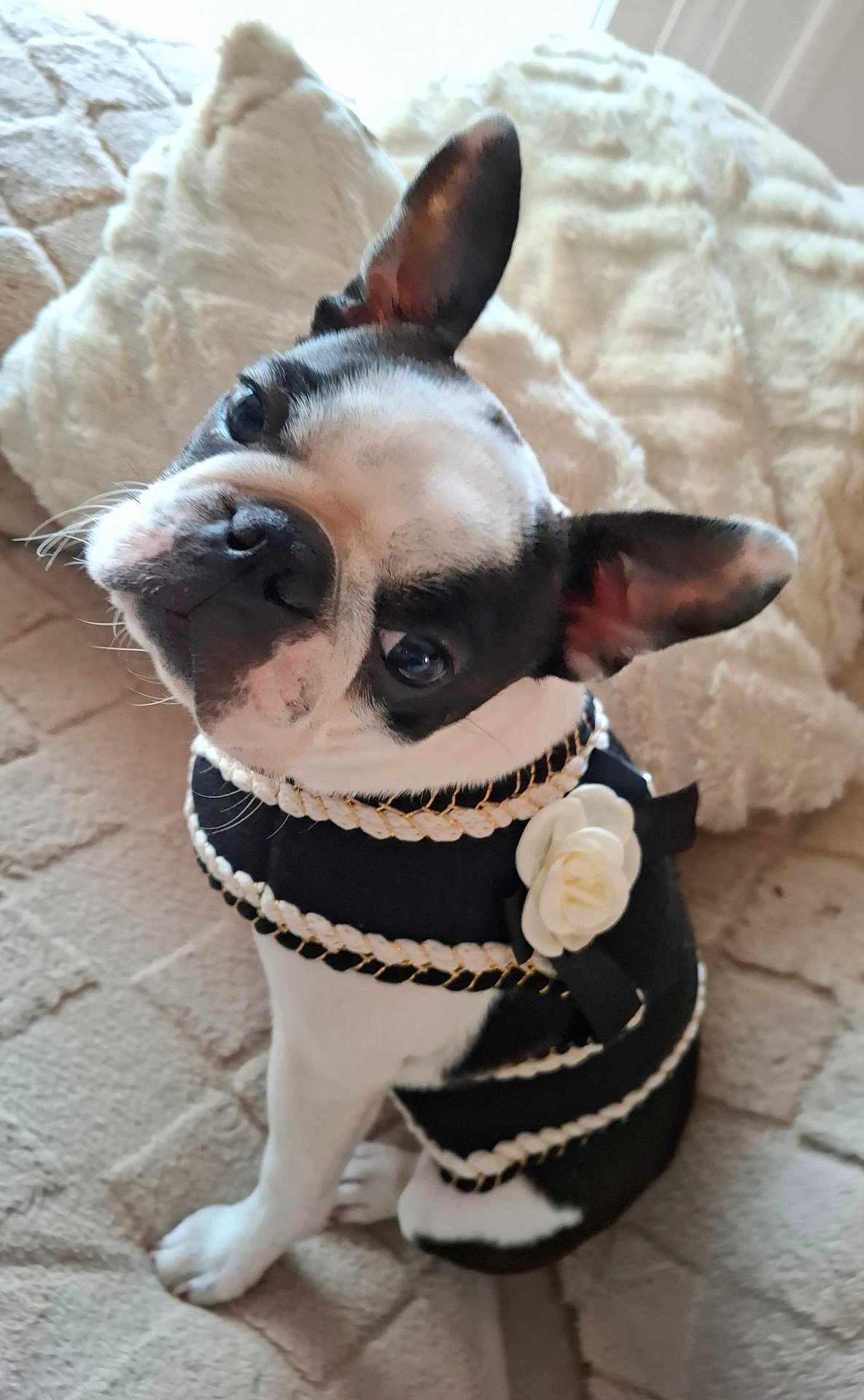 Agate a rejoint le concours — aidez-le/la à gagner de superbes lots ! dog, black_and_white, pet, costume, flower, sitting, blanket, cute, indoor, portrait, animal, fur, ears, face, small_dog, looking_up, decor, texture, comfort, adorable