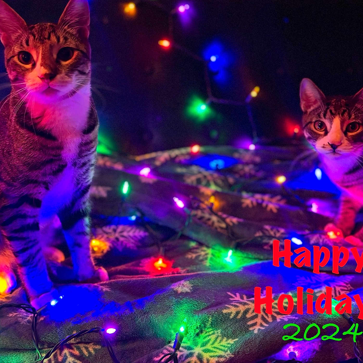 Mojo And Jojo joined the competition — help win amazing prizes! animal, cat, diwali, egyptiancat, electronics, festival, fireworks, kitten, laser, led, light, lighting, manx, nature, neon, night, outdoors, pet, purple, urban