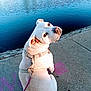 dog, white_dog, sitting, harness, leash, water, concrete, sidewalk, outdoor, daylight, reflection, calm_water, graffiti, pet, canine, urban, looking_back, sunlight, closeup, nature