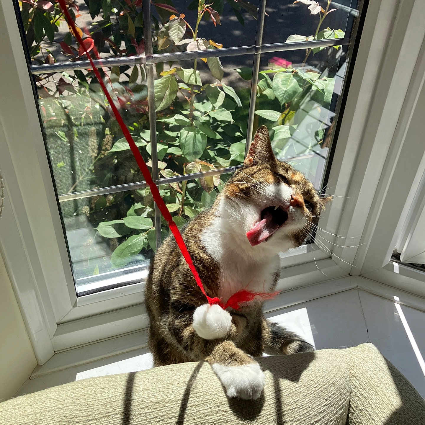 Misty is registered to the contest to win money with this photo: accessories, animal, cat, couch, face, furniture, head, herbal, herbs, indoors, interiordesign, leaf, person, pet, photography, plant, portrait, pottedplant, strap, window