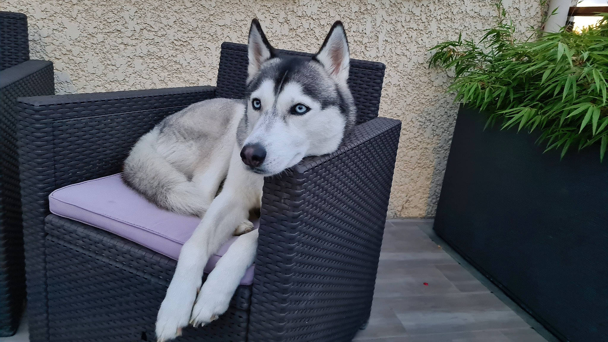 Pookie participe au concours pour gagner de l'argent avec cette photo : canidae, canis, carnivore, comfort, companion_dog, couch, dog, dog_breed, fur, grey, plant, siberian_husky, sled_dog, snout, sporting_group, tail, terrestrial_animal, wolf, working_animal, working_dog