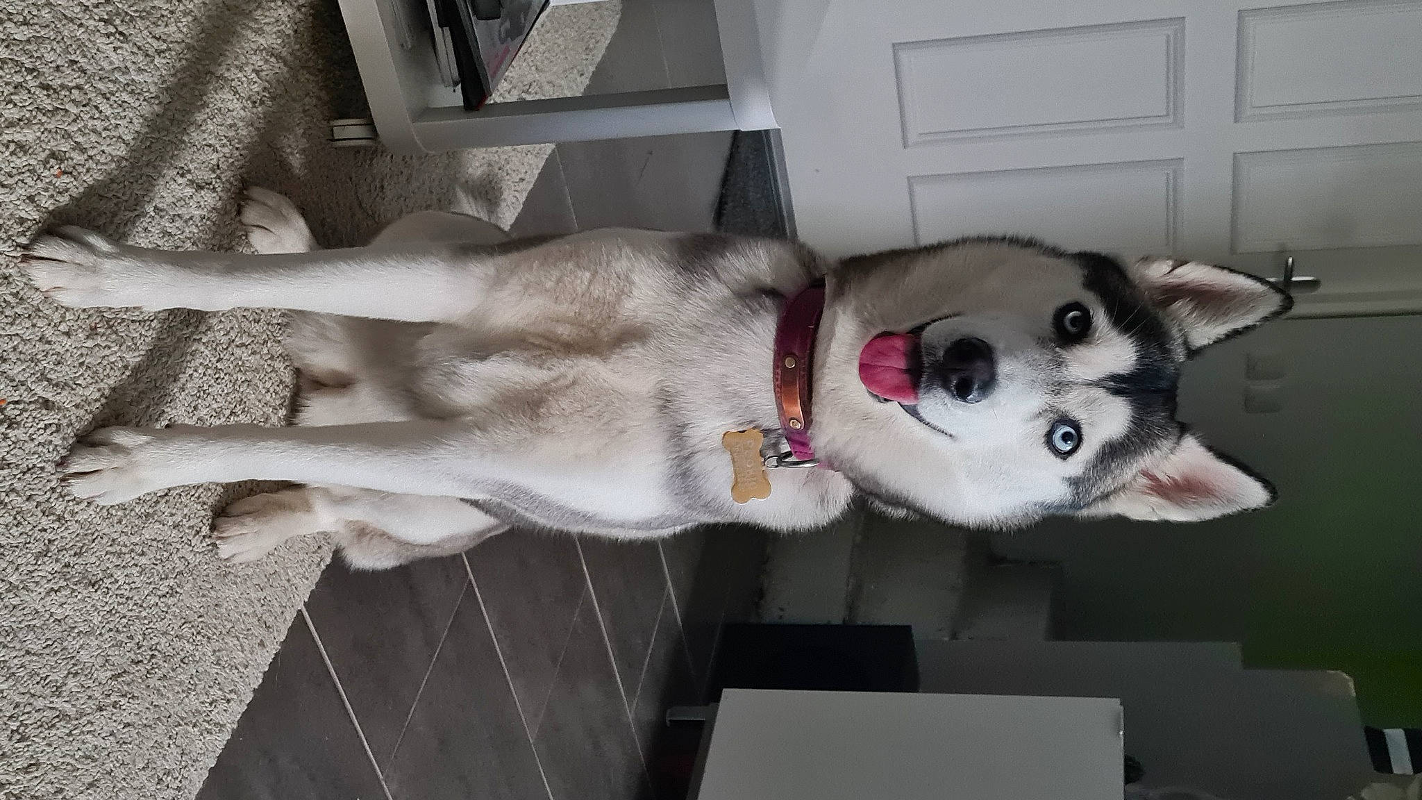 Pookie a rejoint le concours — aidez-le/la à gagner de superbes lots ! canidae, carnivore, collar, companion_dog, dog, dog_breed, fawn, felidae, fur, grey, jaw, mammal, non_sporting_group, snout, sporting_group, tail, vertebrate, whiskers, wood, working_animal