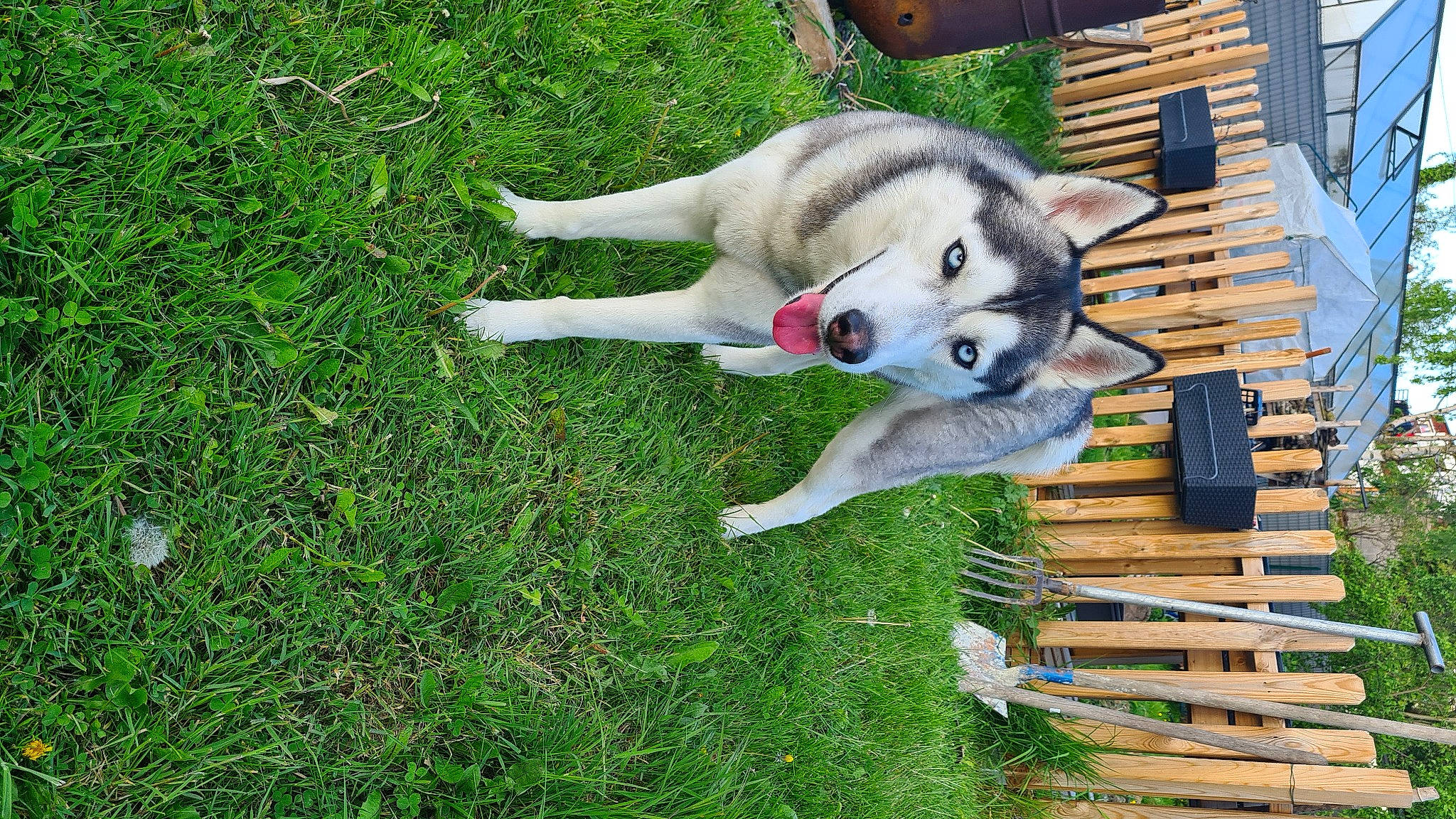 Pookie participe au concours pour gagner de l'argent avec cette photo : ancient_dog_breeds, canadian_eskimo_dog, canidae, canis, carnivore, companion_dog, dog, dog_breed, fur, grass, groundcover, non_sporting_group, plant, siberian_husky, sled_dog, sporting_group, tail, wolf, working_animal, working_dog