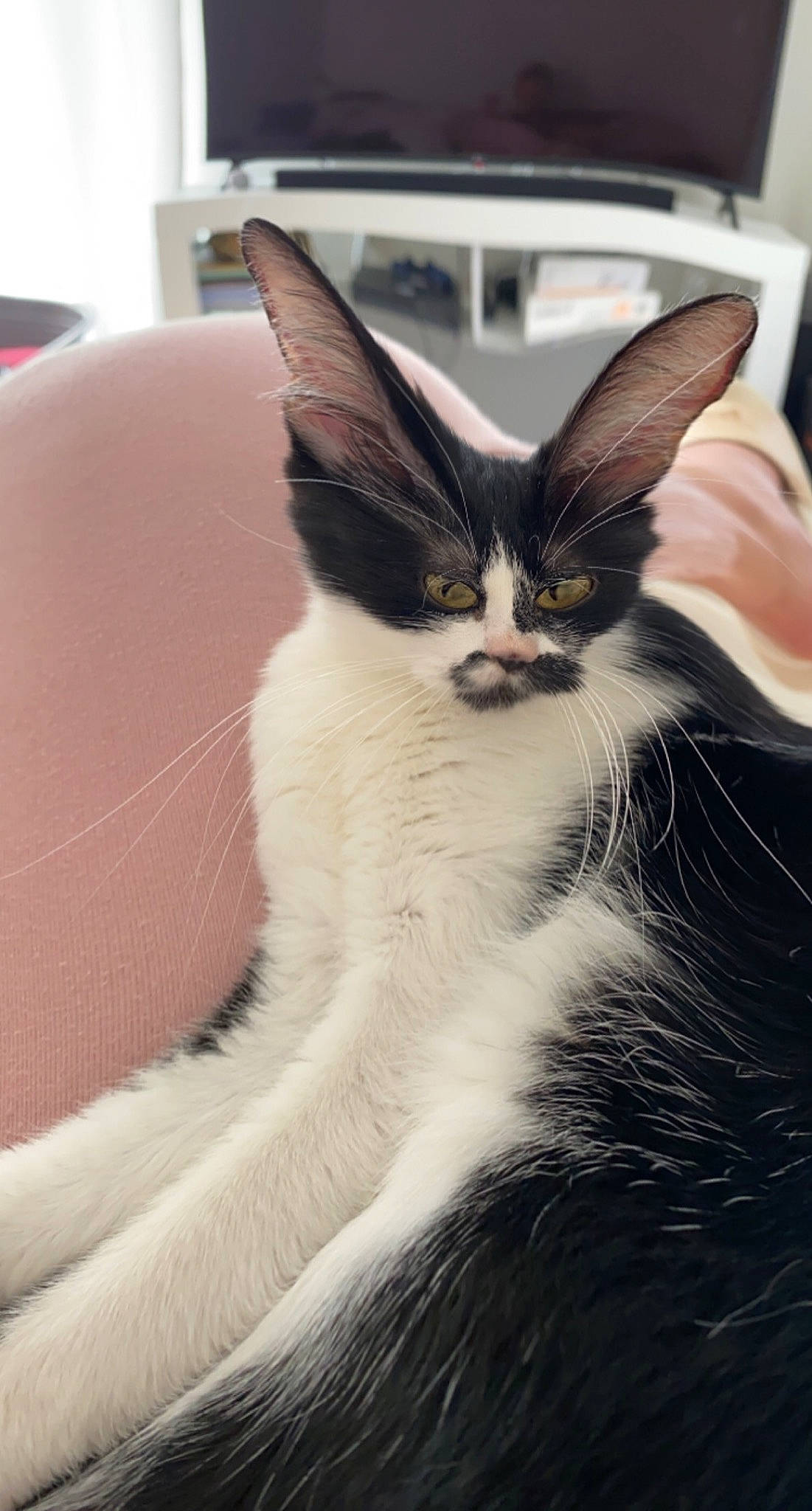 Pearl participe au concours pour gagner de l'argent avec cette photo : carnivore, cat, claw, comfort, domestic_short_haired_cat, eye, eyelash, felidae, fur, paw, small_to_medium_sized_cats, snout, tail, whiskers