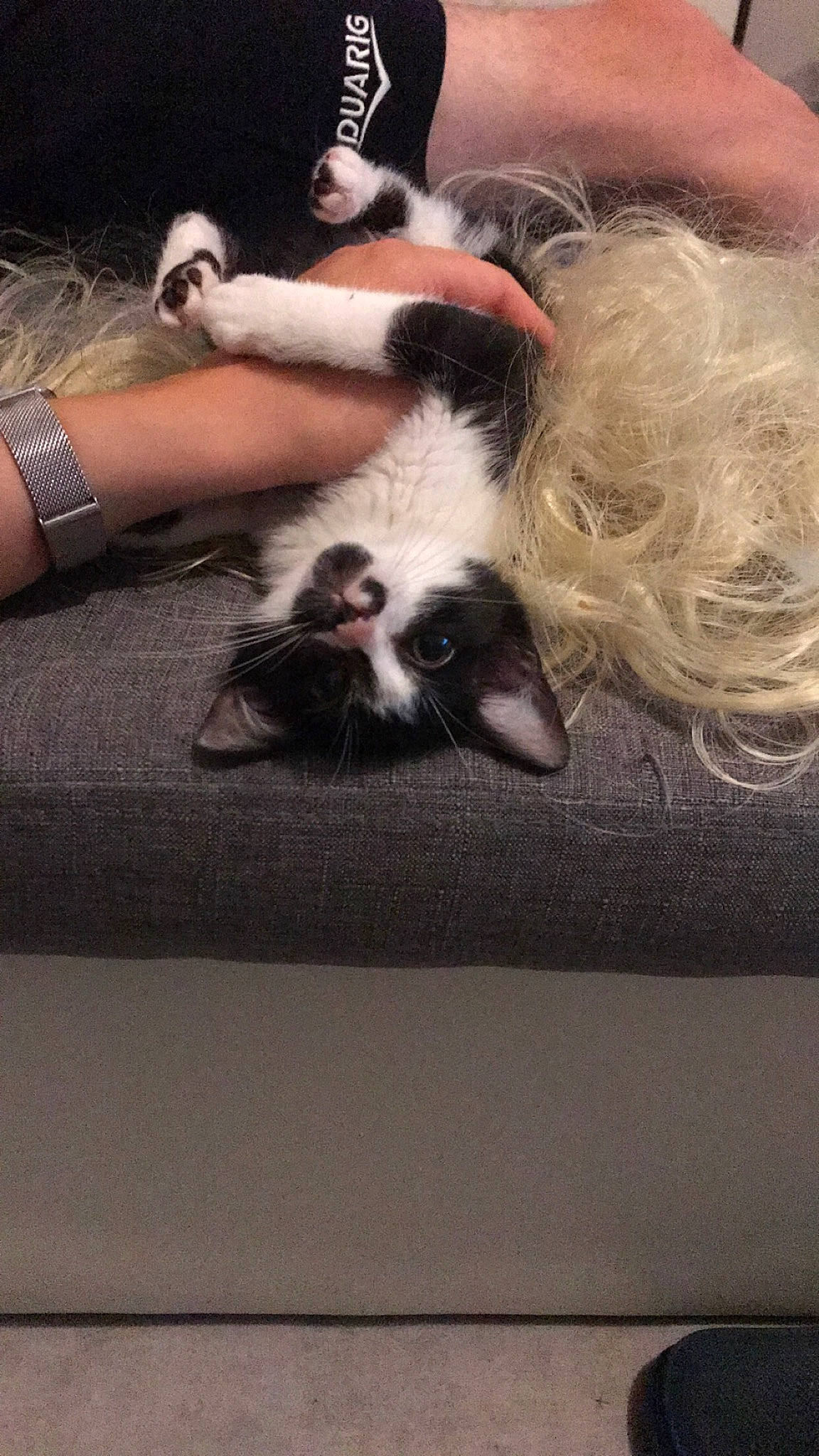 Pearl participe au concours pour gagner de l'argent avec cette photo : carnivore, cat, claw, comfort, companion_dog, dog_breed, domestic_short_haired_cat, fawn, felidae, flooring, fur, hardwood, human_leg, paw, small_to_medium_sized_cats, tail, terrestrial_animal, whiskers, wood, wrist