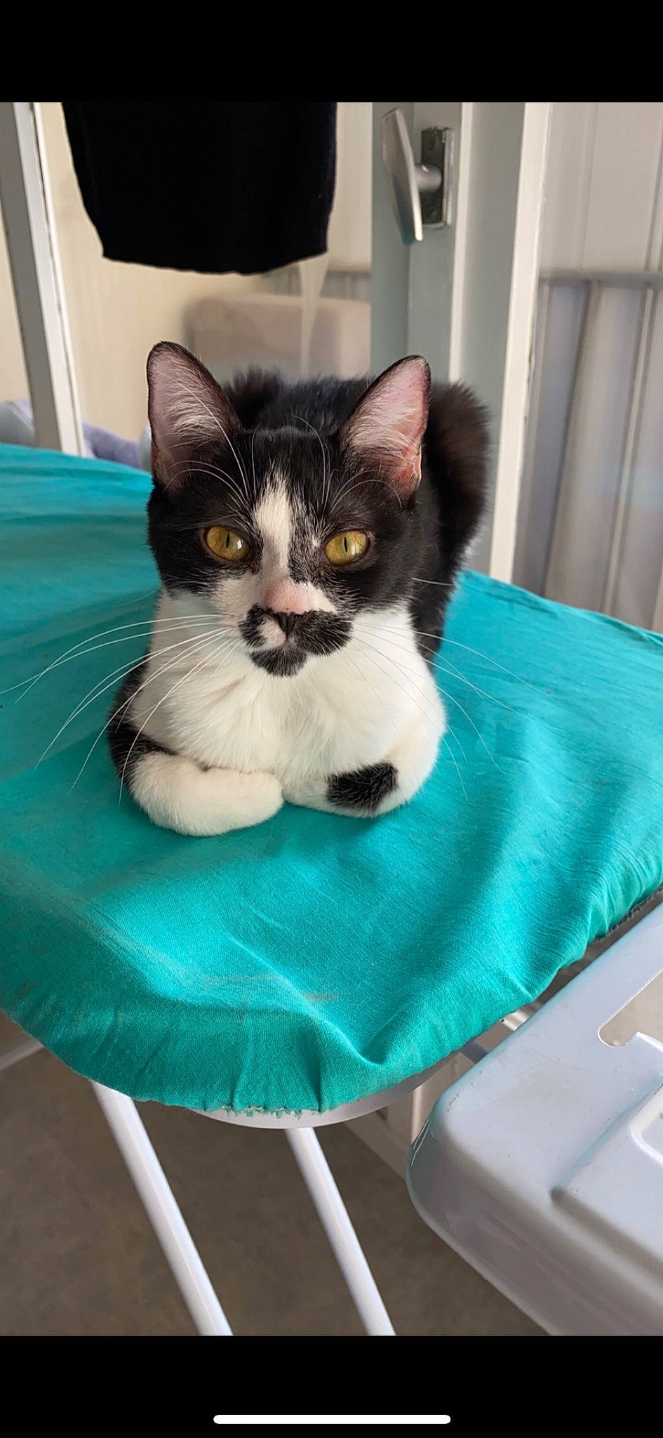 Pearl a rejoint le concours — aidez-le/la à gagner de superbes lots ! box, carnivore, cat, cat_supply, chair, comfort, domestic_short_haired_cat, electric_blue, felidae, fur, green, linens, outdoor_furniture, pet_supply, pillow, recreation, sitting, small_to_medium_sized_cats, tail, whiskers