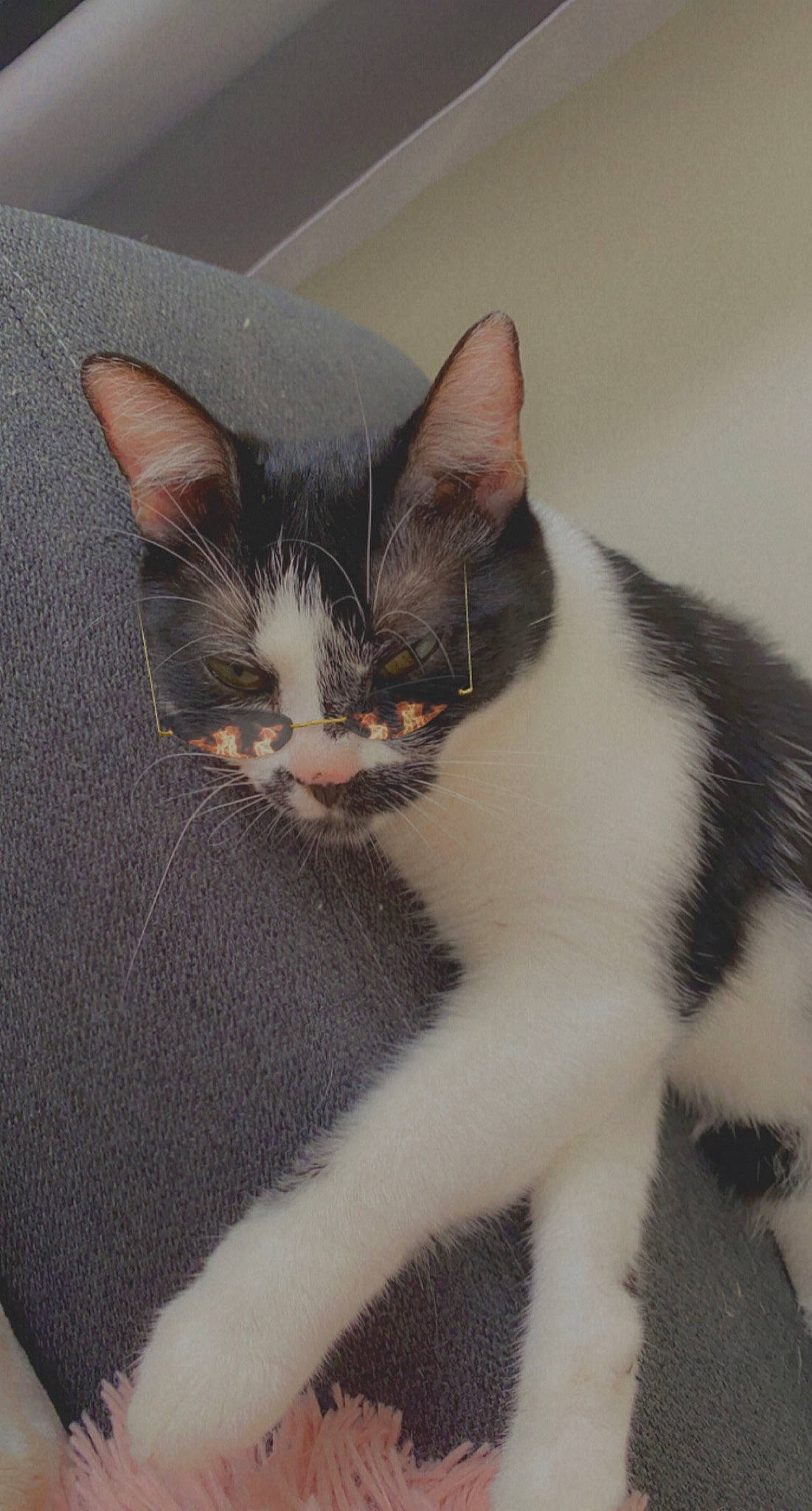 Pearl a rejoint le concours — aidez-le/la à gagner de superbes lots ! carnivore, cat, comfort, domestic_short_haired_cat, eye, felidae, fur, paw, sitting, small_to_medium_sized_cats, snout, tail, whiskers