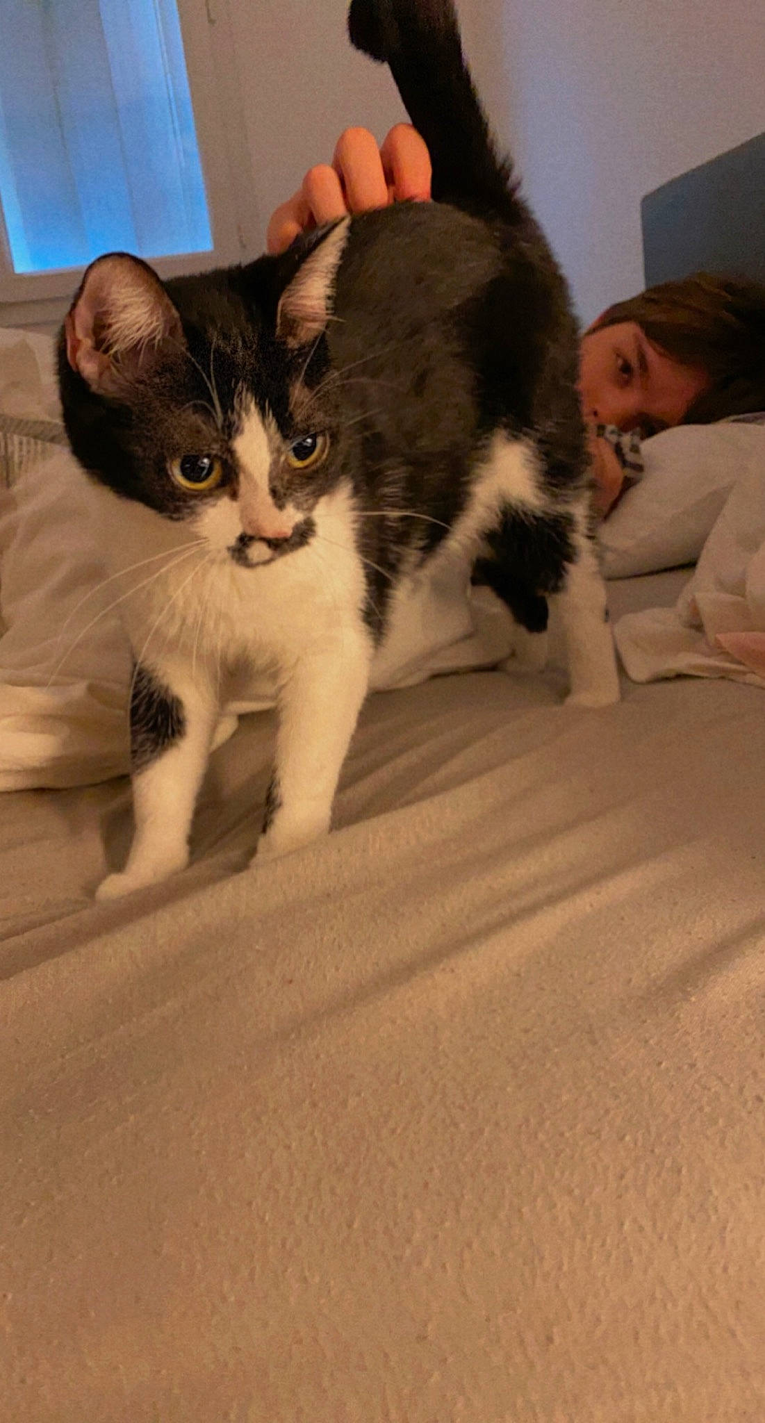 Pearl a rejoint le concours — aidez-le/la à gagner de superbes lots ! carnivore, cat, claw, comfort, domestic_short_haired_cat, ear, felidae, flooring, foot, fur, gesture, human_leg, lap, mammal, paw, small_to_medium_sized_cats, snout, tail, vertebrate, whiskers