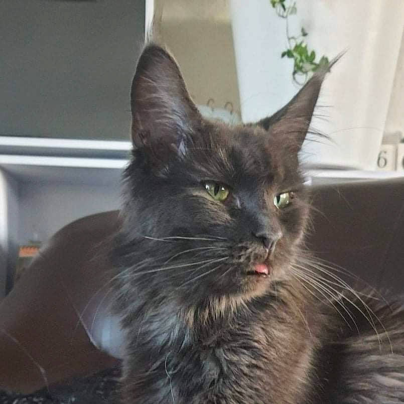 Pimkie a rejoint le concours — aidez-le/la à gagner de superbes lots ! black_cat, carnivore, cat, claw, domestic_short_haired_cat, felidae, fur, grey, houseplant, plant, small_to_medium_sized_cats, snout, tail, terrestrial_animal, whiskers, window