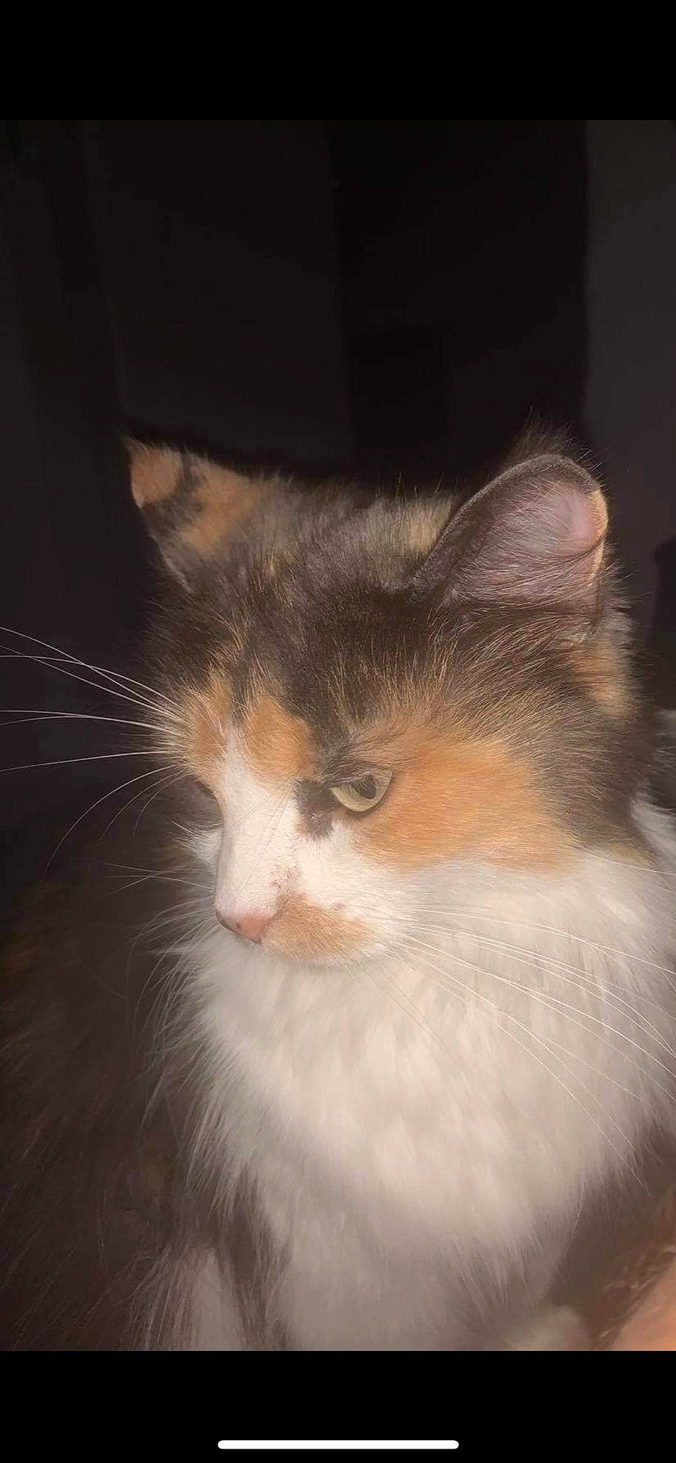 Tchoupie a rejoint le concours — aidez-le/la à gagner de superbes lots ! carnivore, cat, darkness, domestic_short_haired_cat, felidae, fur, night, small_to_medium_sized_cats, snout, terrestrial_animal, whiskers, wood