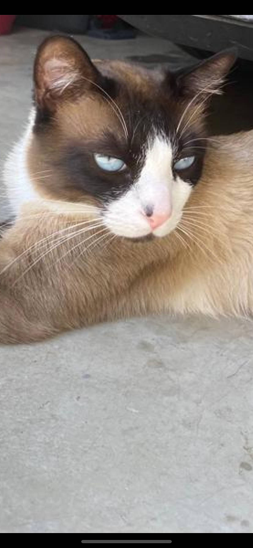 Pacha participe au concours pour gagner de l'argent avec cette photo : balinese, carnivore, cat, claw, comfort, domestic_short_haired_cat, eye, eyelash, fawn, felidae, fur, head, iris, paw, small_to_medium_sized_cats, snout, tail, terrestrial_animal, whiskers, wood