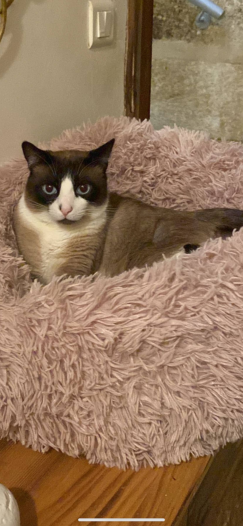 Pacha participe au concours pour gagner de l'argent avec cette photo : basket, box, cardboard, carnivore, cat, cat_supply, comfort, domestic_short_haired_cat, fawn, felidae, fur, grass, paw, small_to_medium_sized_cats, snout, tail, whiskers, wildlife, window, wood