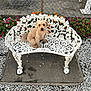 Tyler joined the competition — help win amazing prizes! dog, bench, white_bench, curly_fur, flowers, garden, gravel, outdoor, pet, animal, fence, colorful_flowers, small_dog, decorative_bench, nature, daylight, canine, sitting, cute, backyard