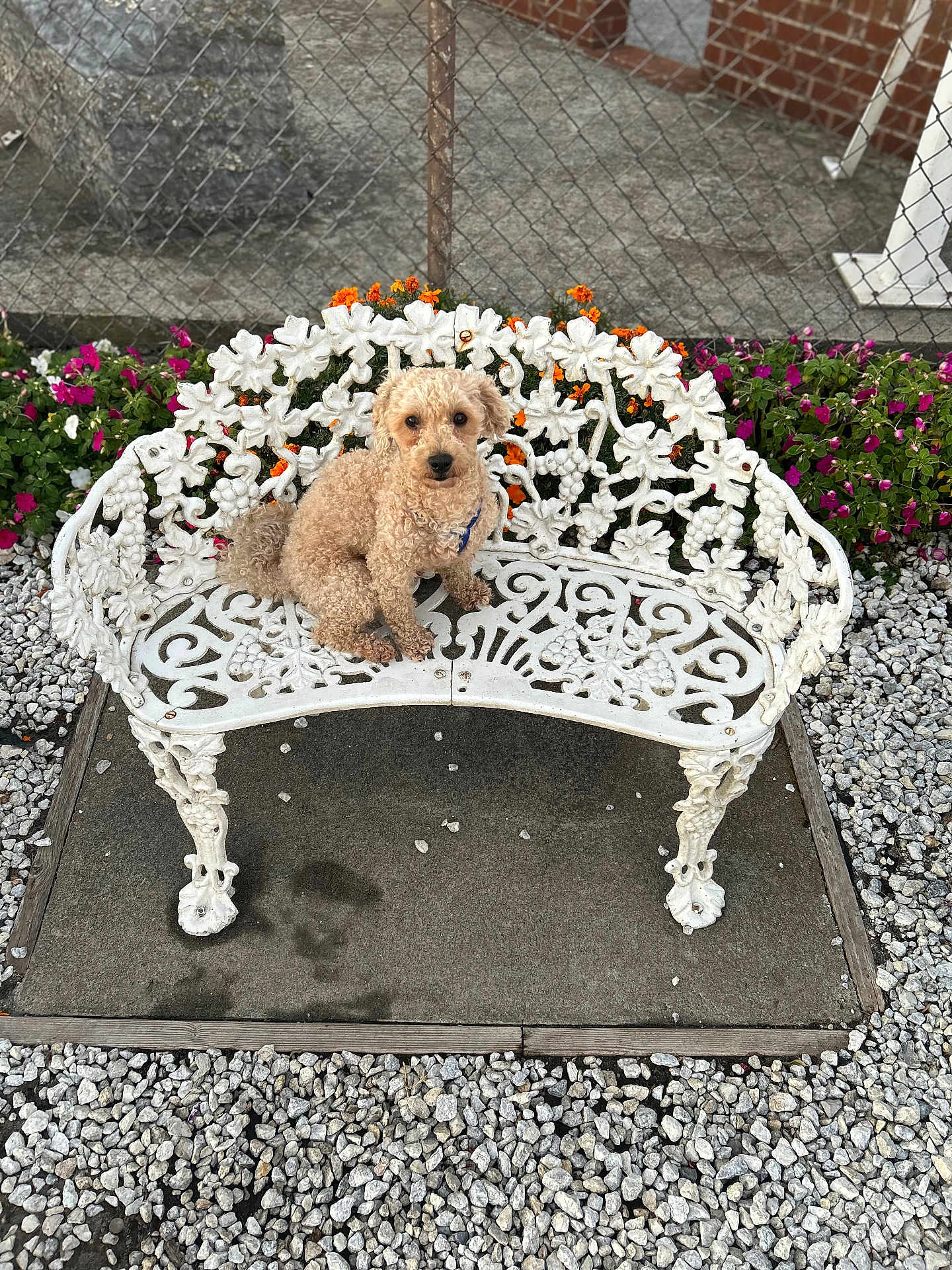Tyler joined the competition — help win amazing prizes! dog, bench, white_bench, curly_fur, flowers, garden, gravel, outdoor, pet, animal, fence, colorful_flowers, small_dog, decorative_bench, nature, daylight, canine, sitting, cute, backyard