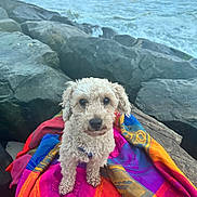 Tyler joined the competition — help win amazing prizes! dog, curly_fur, blanket, rocks, ocean, waves, sunset, outdoor, pet, canine, colorful, nature, beach, water, fur, sitting, animal, scenic, relaxing, travel