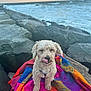 Tyler is registered to the contest to win money with this photo: dog, curly_hair, blanket, rocks, ocean, waves, sunset, outdoor, beach, water, nature, pet, licking_nose, colorful, scenic, animal, fur, coast, relaxing, landscape