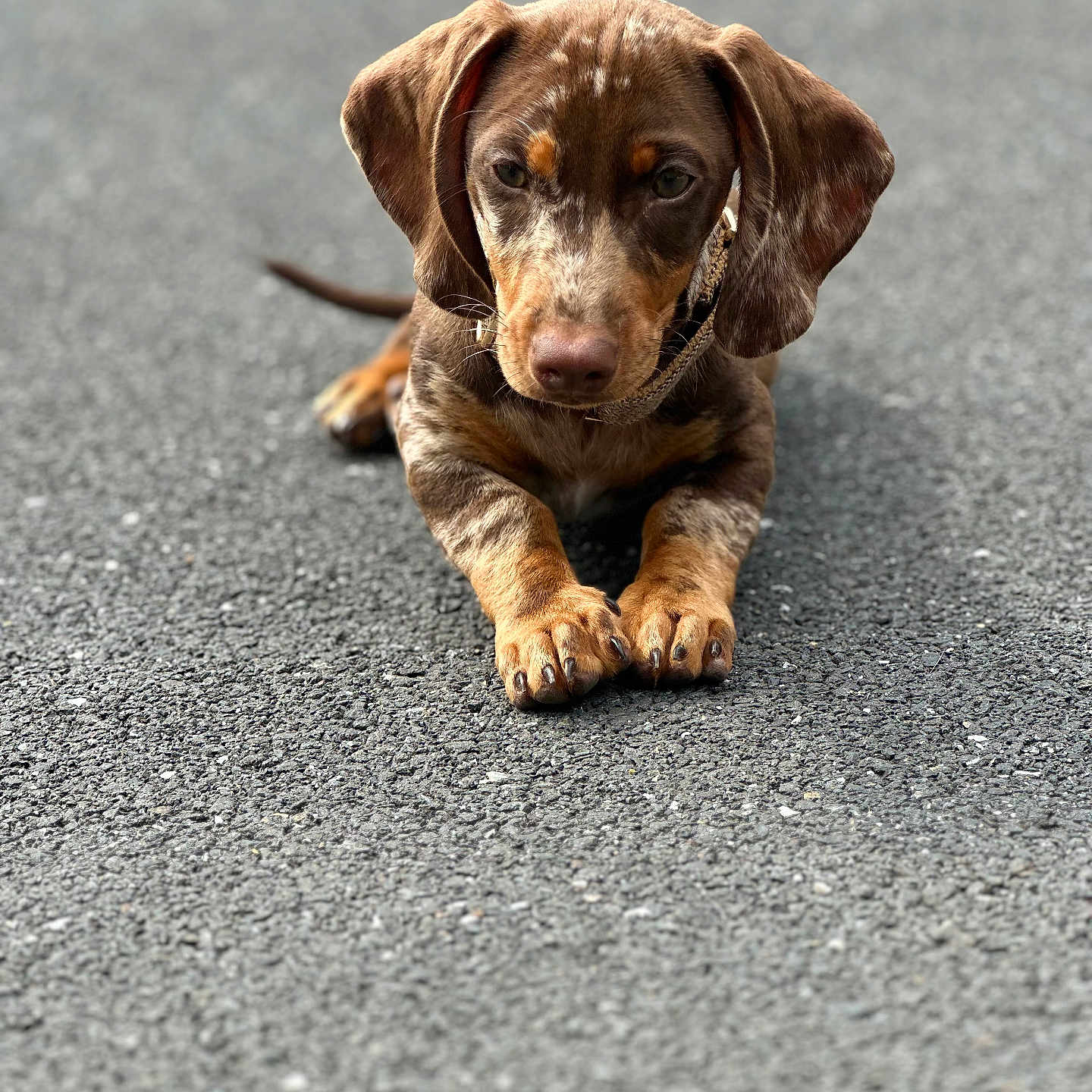 Gaston participe au concours pour gagner de l'argent avec cette photo : animal, asphalt, brown, canine, close_up, cute, dachshund, dog, ears, expression, floppy_ears, fur, lying_down, outdoor, paws, pet, portrait, puppy, tan, young