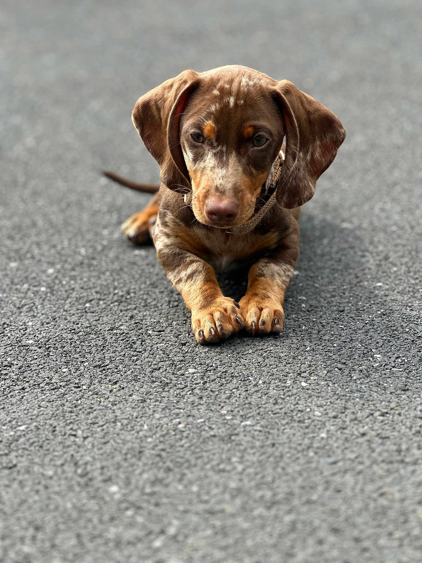 Gaston participe au concours pour gagner de l'argent avec cette photo : dog, puppy, dachshund, brown, tan, asphalt, outdoor, pet, animal, lying_down, ears, paws, close_up, cute, young, portrait, canine, fur, expression, floppy_ears