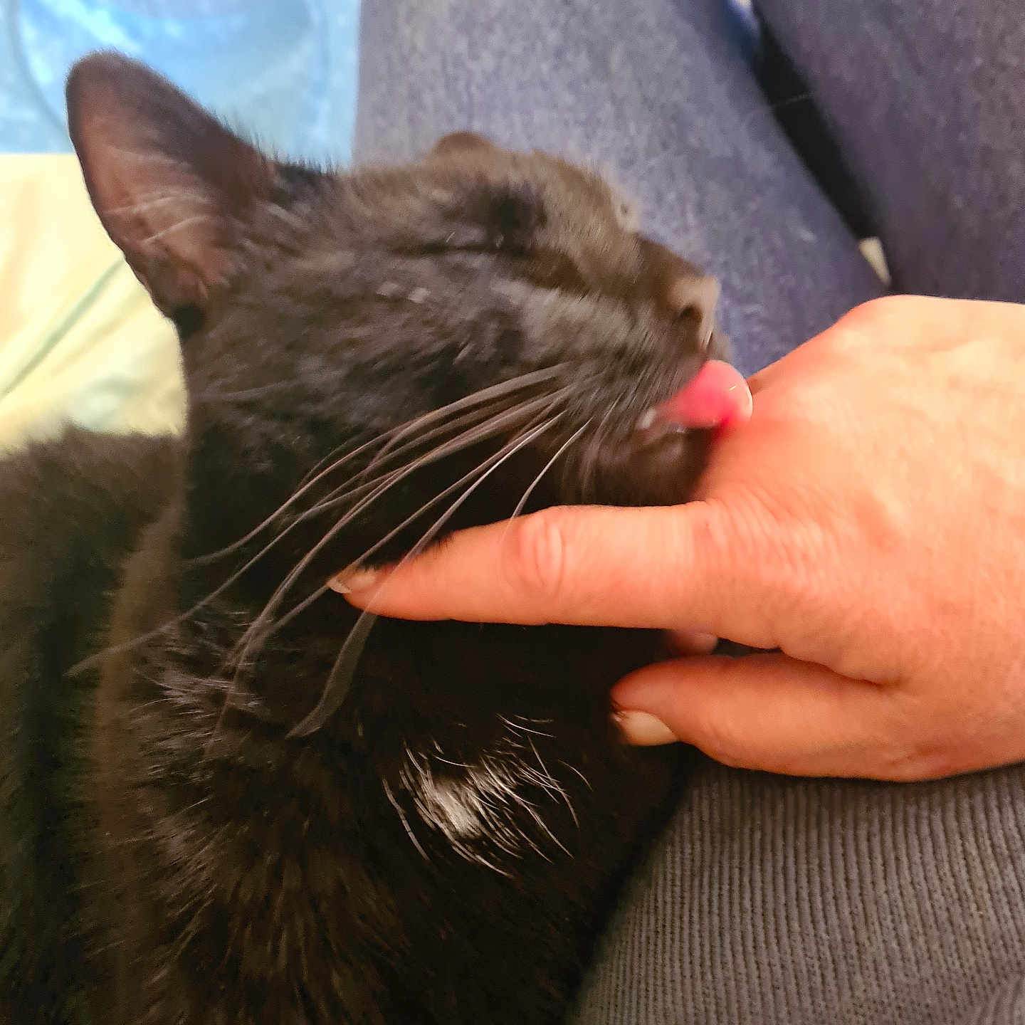 Binx is registered to the contest to win money with this photo: abyssinian, animal, armchair, blackcat, bodypart, cat, chair, couch, cushion, finger, furniture, hand, homedecor, kitten, manx, mouth, person, pet, tongue, wrist