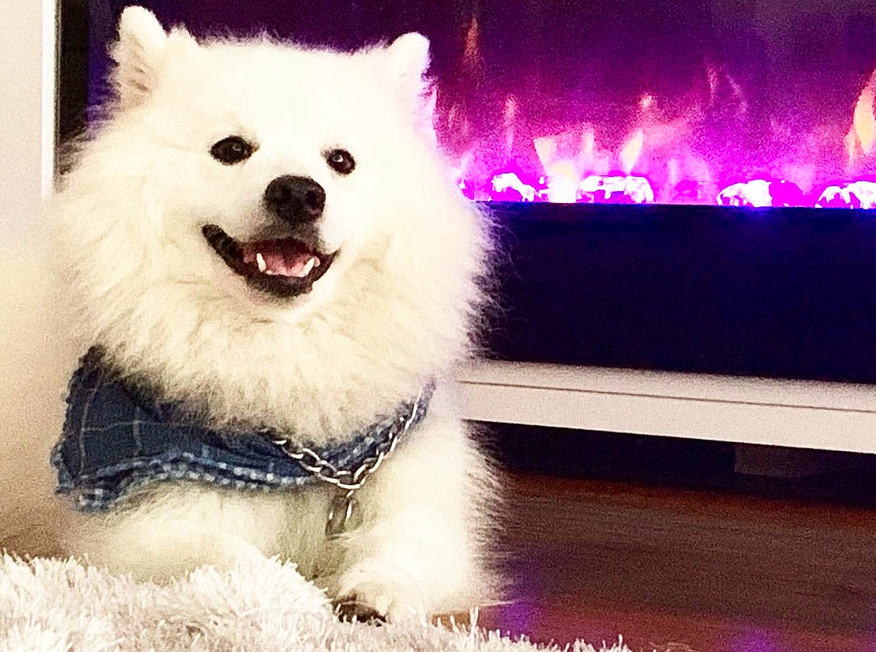 Nikko is registered to the contest to win money with this photo: american_eskimo_dog, canadian_eskimo_dog, canidae, carnivore, companion_dog, dog, dog_breed, german_spitz, german_spitz_klein, german_spitz_mittel, japanese_spitz, mammal, non_sporting_group, pomeranian, rare_breed_dog, samoyed, sky, spitz, vertebrate, volpino_italiano