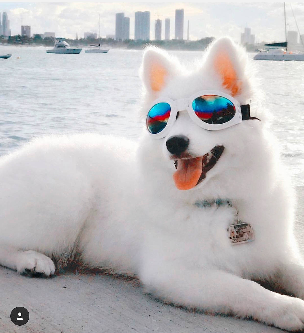Nikko joined the competition — help win amazing prizes! american_eskimo_dog, berger_blanc_suisse, canidae, carnivore, companion_dog, dog, dog_breed, japanese_spitz, mammal, non_sporting_group, rare_breed_dog, samoyed, snout, vertebrate, white_shepherd