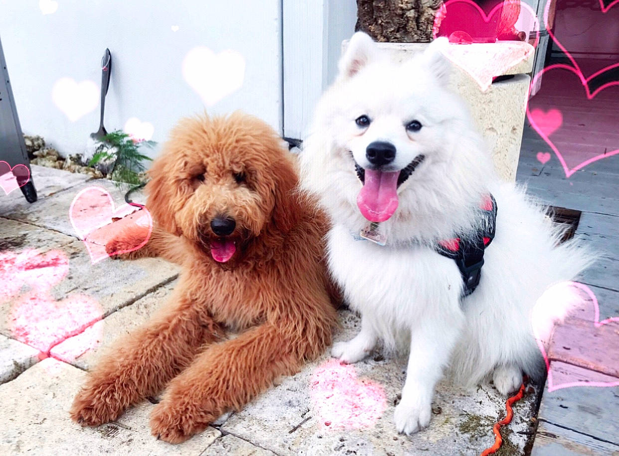 Nikko joined the competition — help win amazing prizes! ancient_dog_breeds, canidae, carnivore, companion_dog, dog, dog_breed, golden_retriever, japanese_spitz, mammal, non_sporting_group, pomeranian, poodle, puppy, puppy_love, rare_breed_dog, spitz, sporting_group, toy_dog, toy_poodle, vertebrate