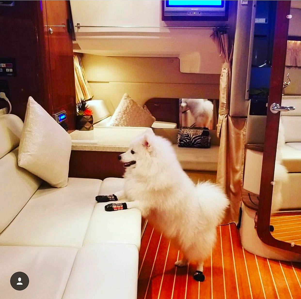 Nikko joined the competition — help win amazing prizes! american_eskimo_dog, canidae, carnivore, cat, companion_dog, dog, felidae, floor, flooring, german_spitz_mittel, home, interior_design, japanese_spitz, non_sporting_group, pomeranian, room, samoyed, small_to_medium_sized_cats, spitz, tail