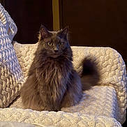 June is registered to the contest to win money with this photo: cat, fluffy, gray_cat, pet, indoor, blanket, chair, furniture, cozy, texture, green_eyes, sitting, portrait, animal, domestic_cat, feline, soft, warm_lighting, looking, relaxed