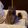 cat, fluffy, gray_cat, pet, indoor, blanket, chair, furniture, cozy, texture, green_eyes, sitting, portrait, animal, domestic_cat, feline, soft, warm_lighting, looking, relaxed