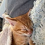 Baky participe au concours pour gagner de l'argent avec cette photo : blanket, cat, close_up, couch, cozy, domestic_animal, ear, fur, indoor, kitten, nap, orange_tabby, paw, pet, pink_nose, relaxing, sleeping, soft_texture, striped, whiskers