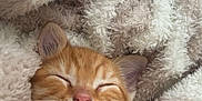 Baky a rejoint le concours — aidez-le/la à gagner de superbes lots ! adorable, blanket, cat, closeup, cozy, domestic_cat, ears, fur, indoor, kitten, nap, nose, orange_tabby, paw, pet, portrait, sleeping, soft, textile, whiskers