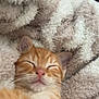 adorable, blanket, cat, closeup, cozy, domestic_cat, ears, fur, indoor, kitten, nap, nose, orange_tabby, paw, pet, portrait, sleeping, soft, textile, whiskers