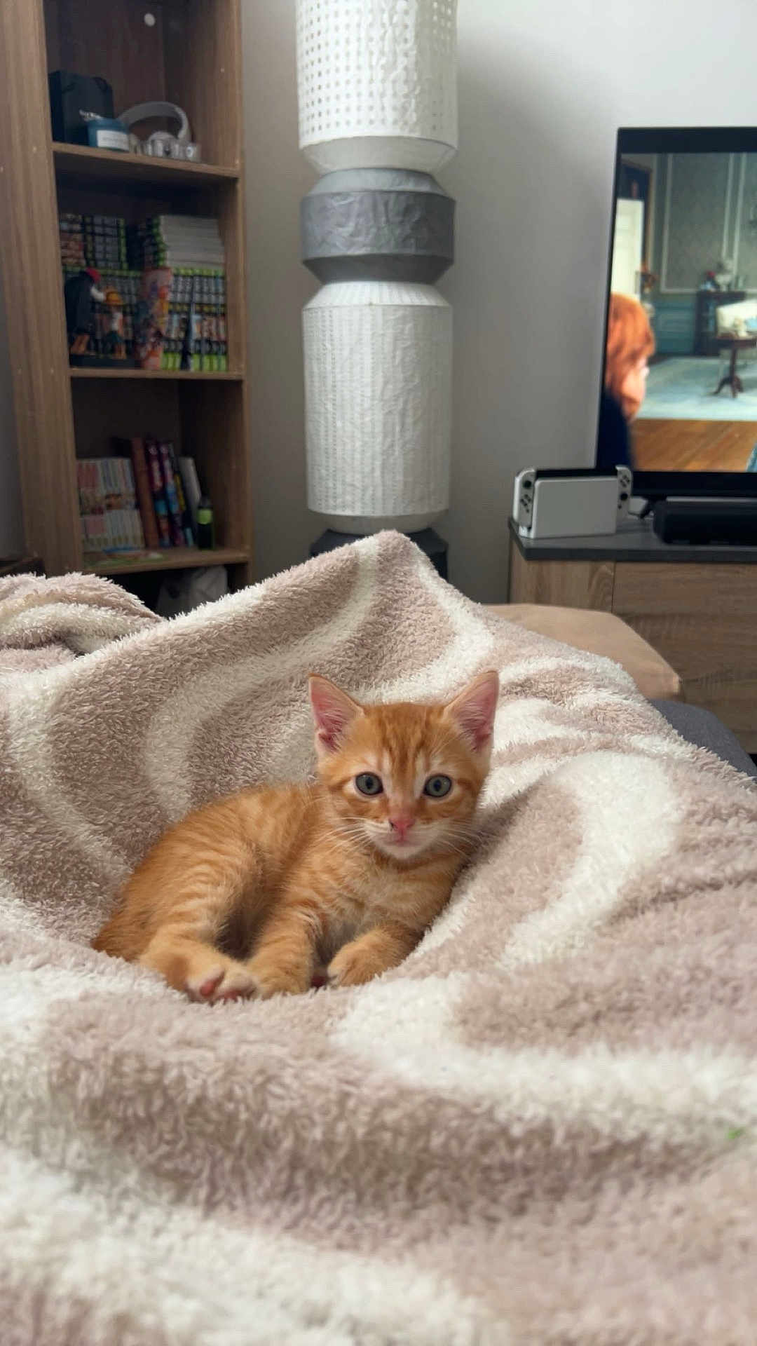 Baky a rejoint le concours — aidez-le/la à gagner de superbes lots ! blanket, bookshelf, cabinet, cat, cozy, cute, entertainment, eyes, fur, furniture, indoor, kitten, lamp, living_room, looking_at_camera, orange_cat, paw, pet, plush_blanket, television