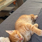 Baky participe au concours pour gagner de l'argent avec cette photo : blanket, cat, coffee_table, couch, cozy, floor, fur, furniture, ginger_kitten, glass_table, home, indoor, kitten, living_room, nap, orange_tabby, pet, sleeping, sofa, whiskers
