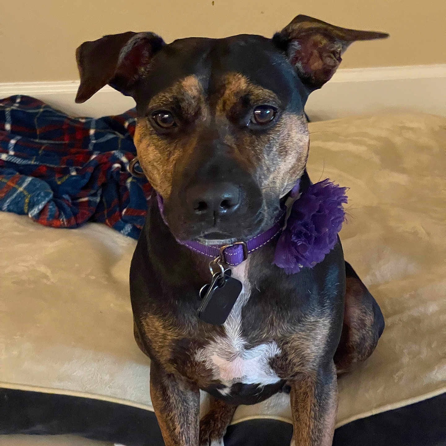 Dixie is registered to the contest to win money with this photo: accessories, animal, boxer, bulldog, canine, couch, cushion, dog, furniture, homedecor, hound, indoors, interiordesign, labradorretriever, pet, pitbull, pointer, puppy, snout, strap