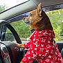 Monty is registered to the contest to win money with this photo: dog, small_dog, red_hoodie, louis_vuitton_pattern, steering_wheel, car_interior, ford_logo, person_hands, window, rain_drops, greenery_outside, leash, pet_clothing, side_view, focused, cute, indoor, animal, companionship, travel