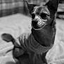 Monty joined the competition — help win amazing prizes! dog, pet, sweater, blanket, indoors, portrait, animal, cute, small_dog, furry, ears, face, sitting, fur, cozy, monochrome, black_and_white, plaid_background, home, companion