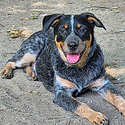 Georgie is registered to the contest to win money with this photo: dog, animal, outdoor, happy, tongue_out, lying_down, black_and_tan, pet, canine, fur, ears, eyes, nose, paws, ground, nature, sunlight, smiling, collar, playful