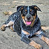 dog, animal, outdoor, happy, tongue_out, lying_down, black_and_tan, pet, canine, fur, ears, eyes, nose, paws, ground, nature, sunlight, smiling, collar, playful
