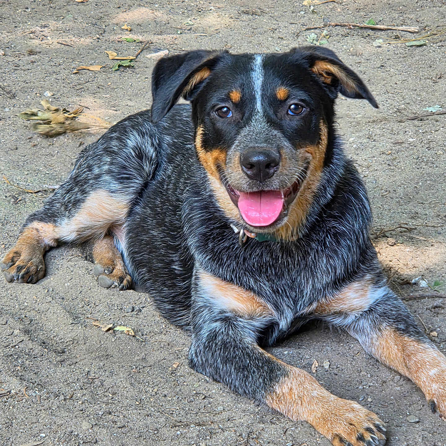 Georgie