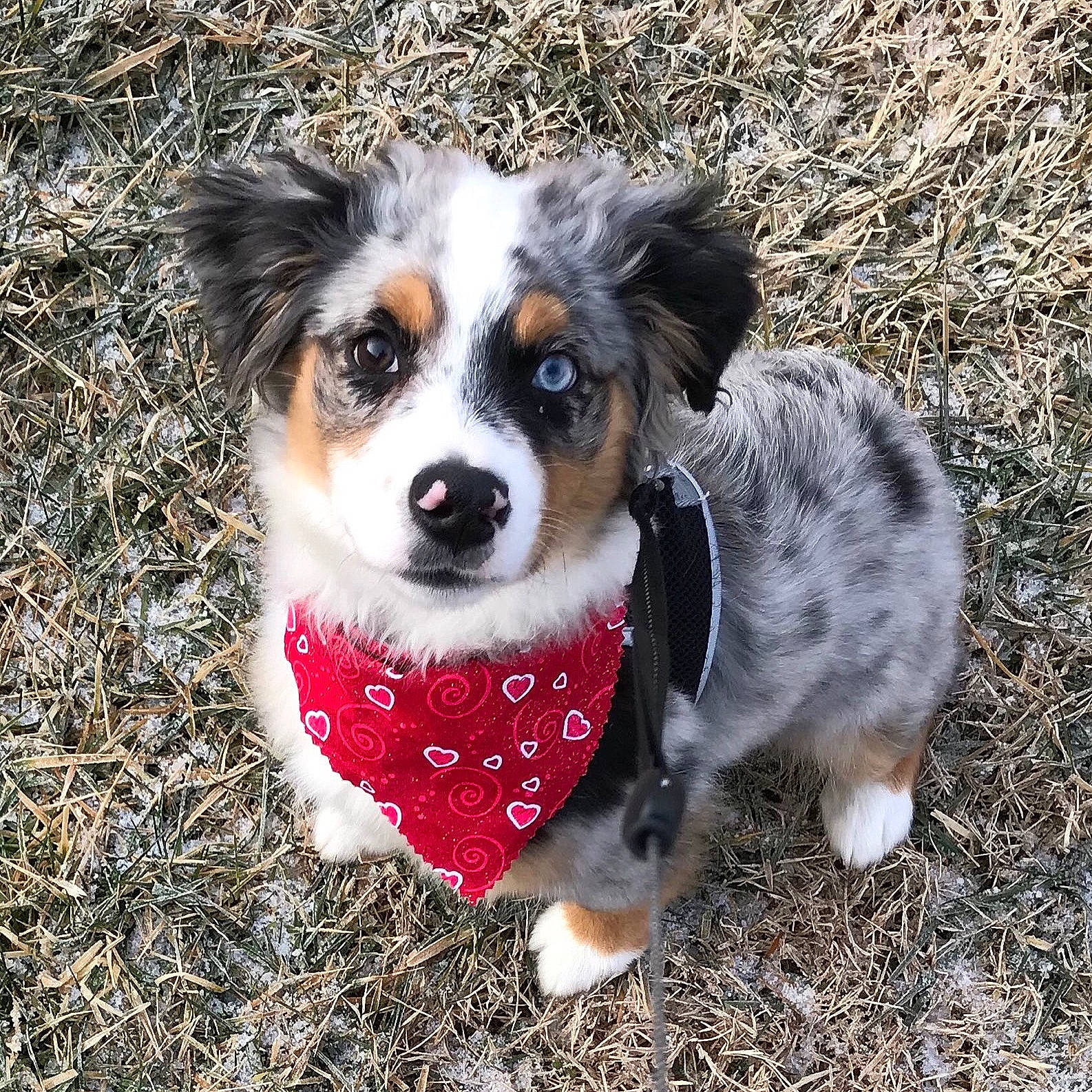 Pudge joined the competition — help win amazing prizes! australian_collie, australian_shepherd, border_collie, canidae, cardigan_welsh_corgi, carnivore, companion_dog, dog, dog_breed, herding_dog, mammal, miniature_australian_shepherd, puppy, rare_breed_dog, snout, sporting_group, texas_heeler, vertebrate, welsh_sheepdog, working_dog