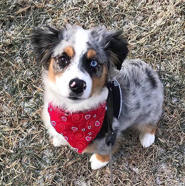 Pudge joined the competition — help win amazing prizes! australian_collie, australian_shepherd, bernese_mountain_dog, border_collie, canidae, carnivore, companion_dog, dog, dog_breed, herding_dog, mammal, miniature_australian_shepherd, puppy, rare_breed_dog, snout, sporting_group, texas_heeler, vertebrate, welsh_sheepdog, working_dog