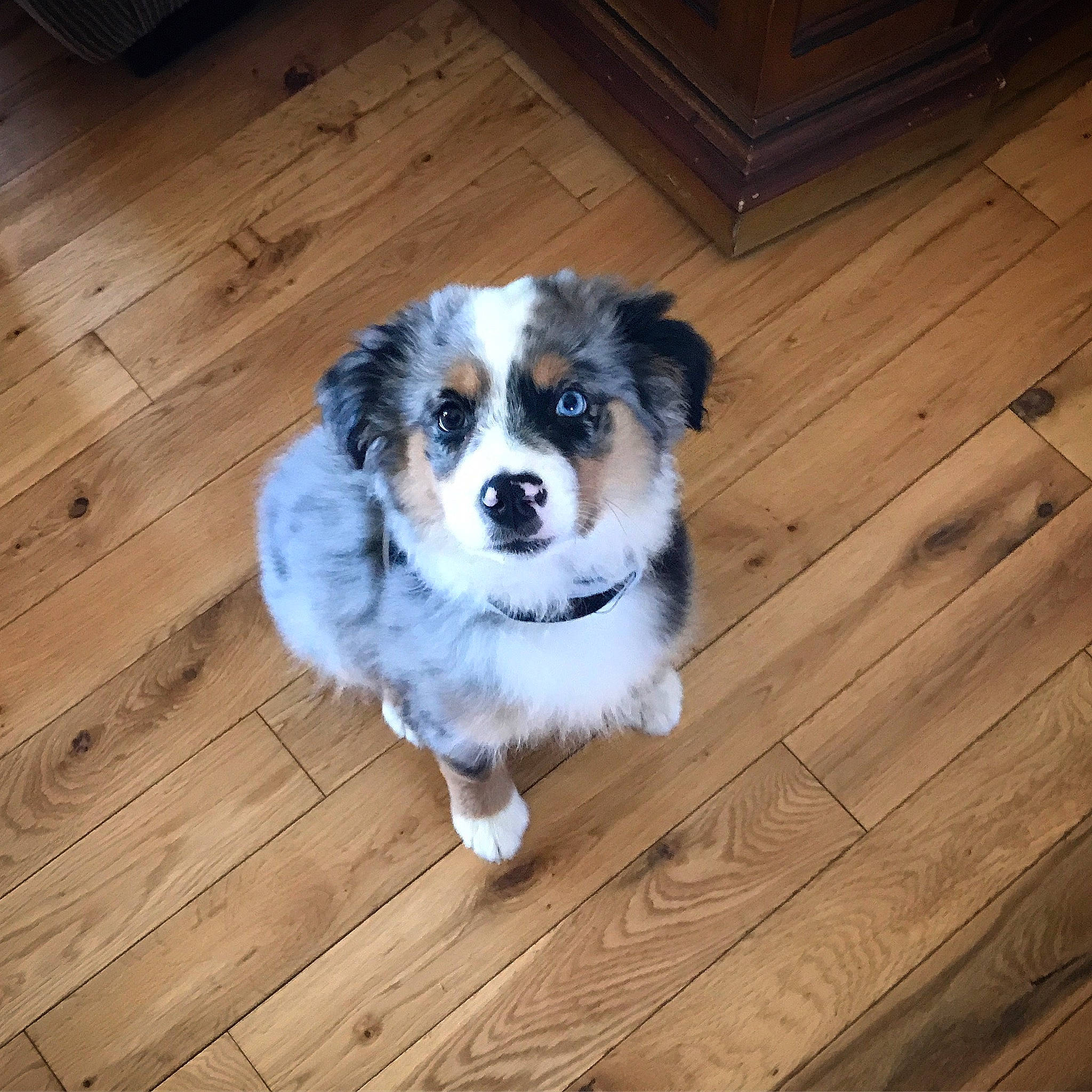 Pudge is registered to the contest to win money with this photo: australian_collie, australian_shepherd, bernese_mountain_dog, canidae, carnivore, cavachon, companion_dog, dog, dog_breed, english_shepherd, mammal, miniature_australian_shepherd, puppy, rare_breed_dog, small_greek_domestic_dog, snout, sporting_group, vertebrate, welsh_sheepdog, working_dog