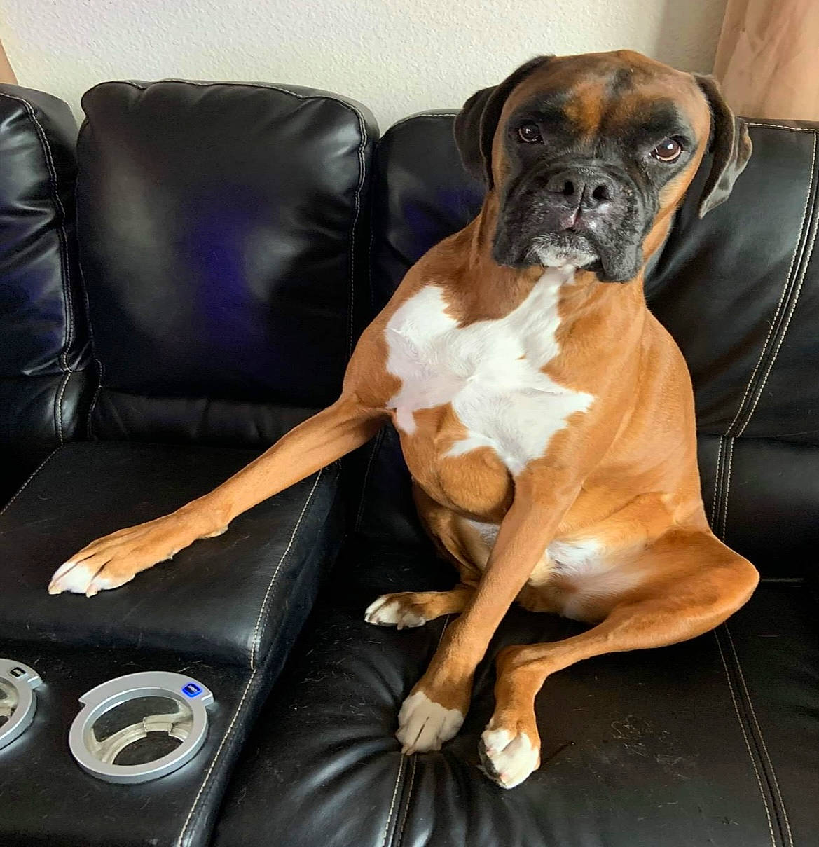 Bentley is registered to the contest to win money with this photo: armrest, boxer, canidae, carnivore, chair, comfort, companion_dog, couch, dog, dog_breed, electric_blue, fawn, hardwood, liver, snout, sporting_group, tail, vehicle_door, wood, working_animal