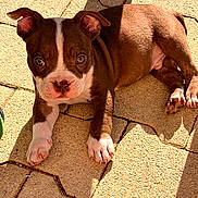 Paco a rejoint le concours — aidez-le/la à gagner de superbes lots ! puppy, dog, brown, white, pet, animal, outdoor, sunlight, pavement, cute, young, laying, shadow, ears, face, eyes, nose, legs, paw, curious