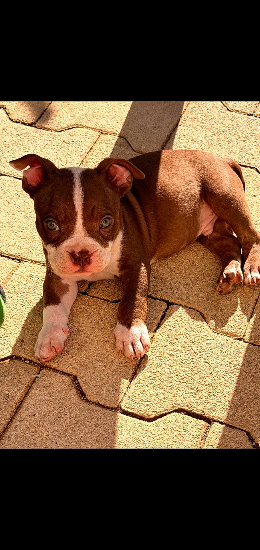 Paco a rejoint le concours — aidez-le/la à gagner de superbes lots ! puppy, dog, brown, white, pet, animal, outdoor, sunlight, pavement, cute, young, laying, shadow, ears, face, eyes, nose, legs, paw, curious