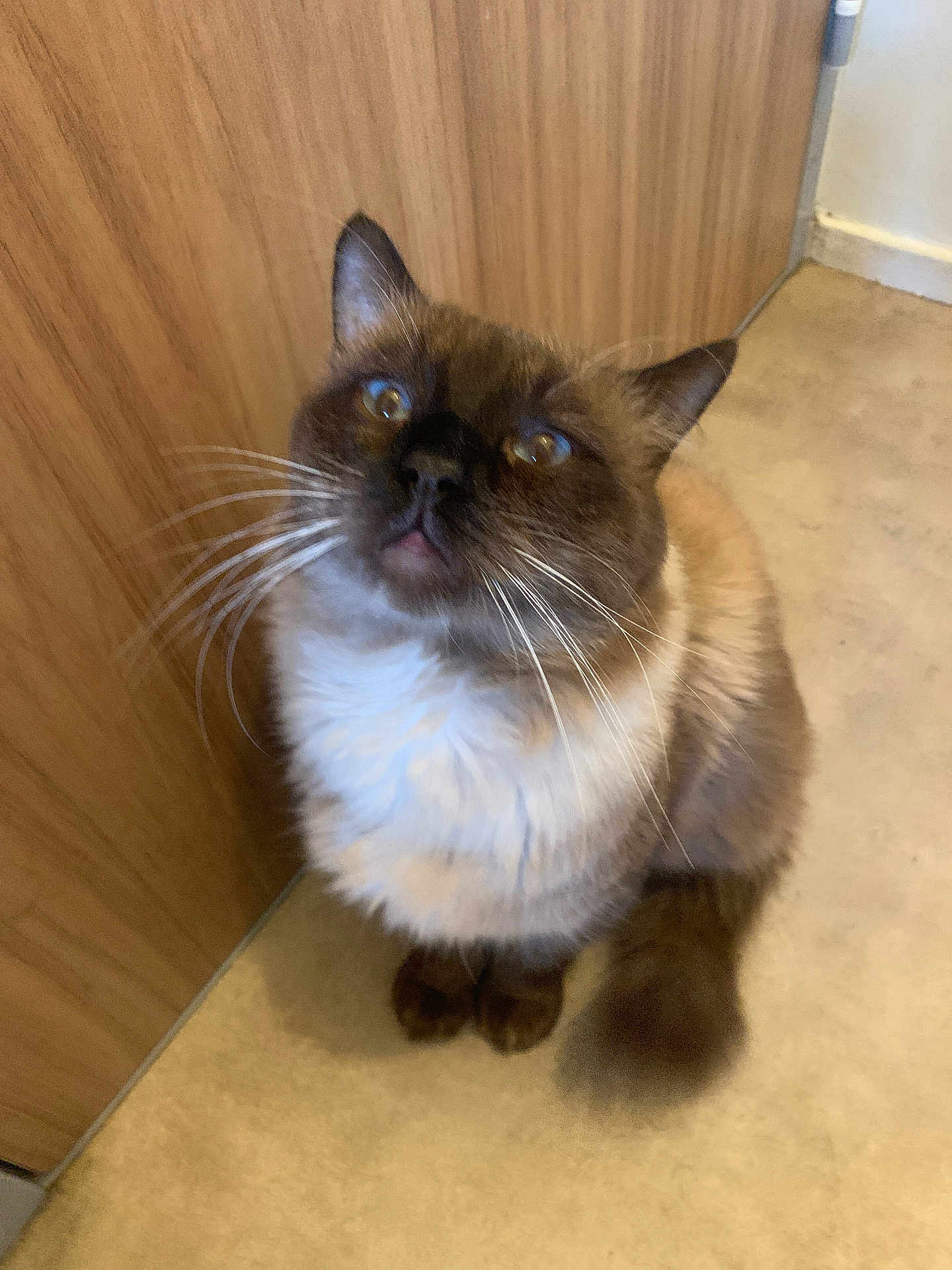 Jafar participe au concours pour gagner de l'argent avec cette photo : cat, siamese_cat, fluffy, whiskers, blue_eyes, indoor, carpet, wooden_door, pet, animal, curious, feline, mammal, sitting, close_up, domestic_cat, fur, cute, looking_up, household