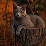 cat, grey_cat, tree_stump, outdoor, nature, autumn, foliage, animal, pet, mammal, wildlife, portrait, feline, relaxed, sunlight, warm_colors, closeup, wild, sitting, forest