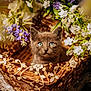 animal, basket, blue_eyes, cat, closeup, cozy, curious, cute, decor, floral, flowers, kitten, lace, nature, pet, portrait, purple_flowers, soft_lighting, spring, white_flowers